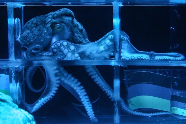Kraken kraken link24 info