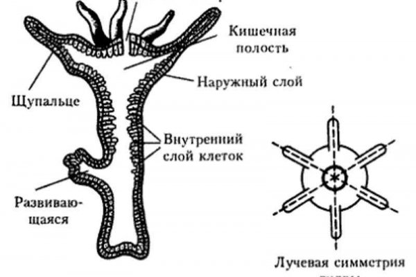 Кракен маркетплейс что